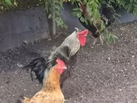 Chickens — zdjęcie 1