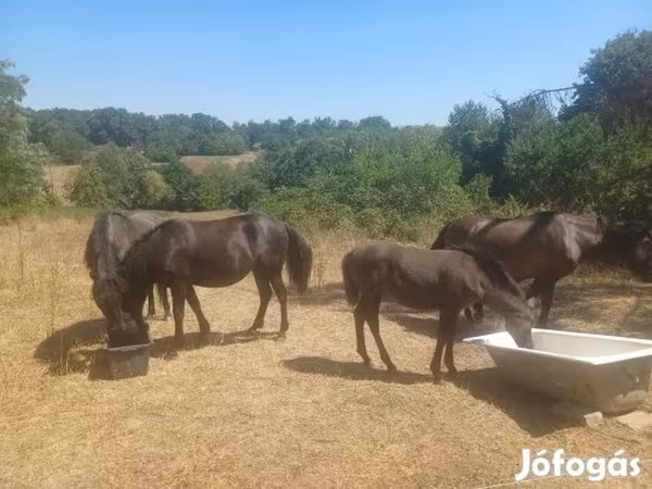 Mare, Hucul pony — Hungary