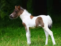 Lovak (tétel, nem megadva), Shetland Pony — 1. fotó