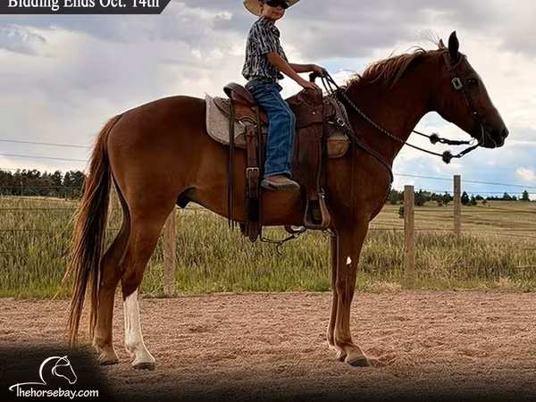 Hing, Quarter Horse
