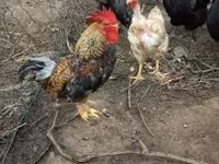 Chickens — 照片 5