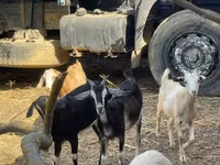 Goat, Goats — photo 3