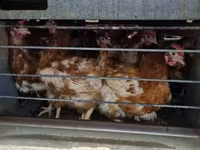 Chickens — zdjęcie 2