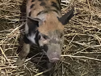 Boar, Pigs — photo 2