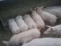 Eber, Schweine — Foto 2
