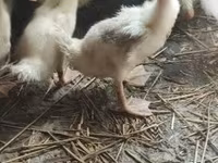 Ducks — الصورة 3
