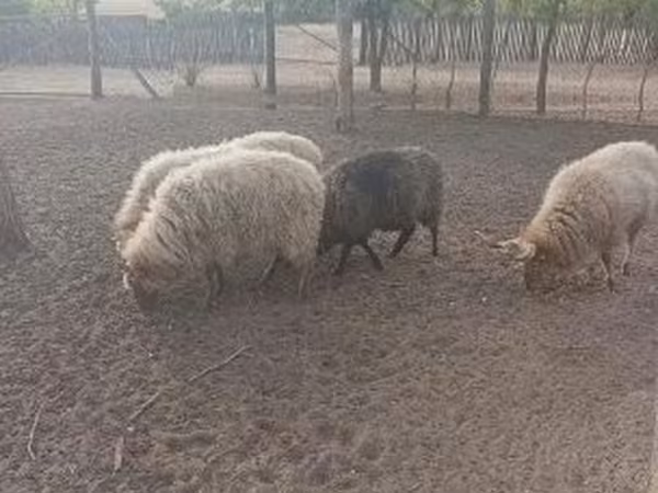 公羊, Racka sheep