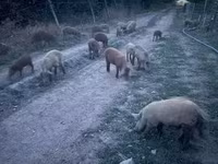Süldőanya, Мангалица — 4. fotó