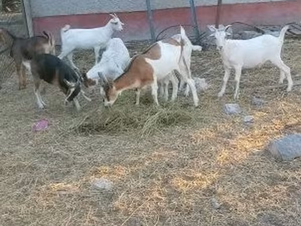 母山羊, Goats