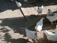 Plymouth Rock — zdjęcie 2