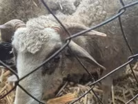 Sheep (batch, sex not specified), Sheep — photo 3