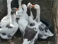 Geese — फ़ोटो 2