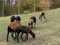 भेड़, Cameroon sheep — फ़ोटो 2