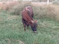 Kuh, Rinder — Foto 3