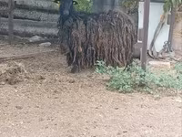 Ziege, Ziegen — Foto 4