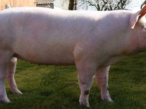 Pigs (batch, sex not specified), Pigs