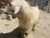 عنزة, Angora goats — الصورة 4