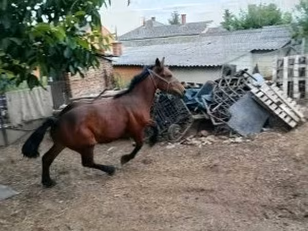 Hing, Lovak — Magyarország