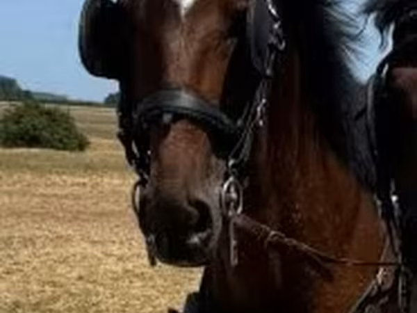 Horse (M), Horses — Hungary