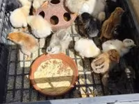 Chickens — foto 3