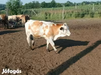Cow, Simmental cattle — photo 2