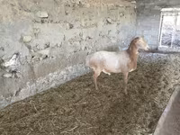 Kos, Rhon sheep — 1. fotó