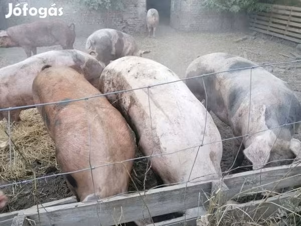 Süldőanya, Пьетрен