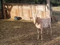 公山羊, Goats — 照片 3