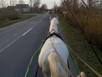 Hengst, Lipizzaner — Foto 2
