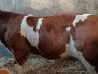 Bulle, Simmental cattle — Foto 3