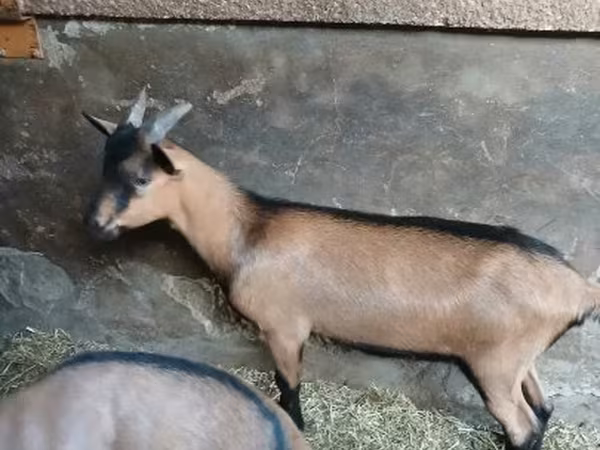 Bak, Alpine goat