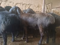 Kos, Rhon sheep — 1. fotó