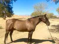 Hing, Quarter Horse — 6. fotó