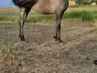 فرس, الخيول — الصورة 1