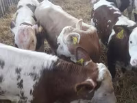 Taureau, Vache limousine — photo 1