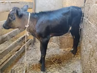 Tehén, Aberdeen-Angus — 2. fotó