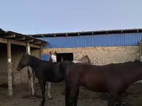 Horses (batch, sex not specified), Horses — photo 3