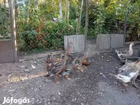 indiai futó — 6. fotó