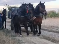 Kanca, Hungarian horse breed — 6. fotó