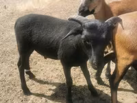Bode, Cabras — foto 5