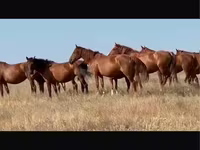 母马, Kushum Horse — 照片 1