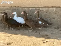 Ducks — Foto 5