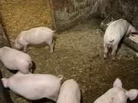 Boar, Pigs — photo 2