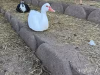 Ducks — photo 4