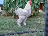 براهما — الصورة 7