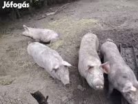 Pigs (batch, sex not specified), Pigs — photo 2