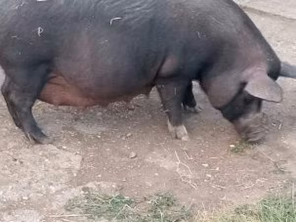 Säue, Schweine