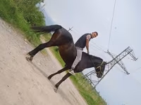 Hengst, Standardbred — Foto 2