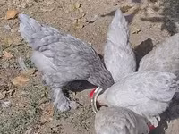 Brahma — photo 7
