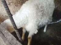 عنزة, الماعز — الصورة 2